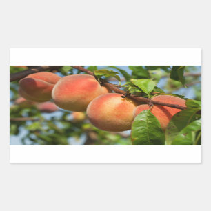 Reife Weingartenpfirsiche Rectangular Sticker