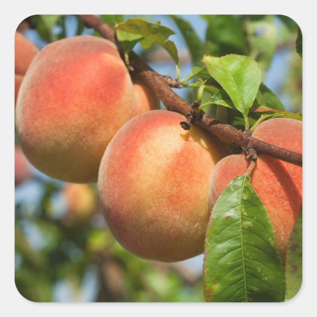 Reife Weingartenpfirsiche Square Sticker (Front)
