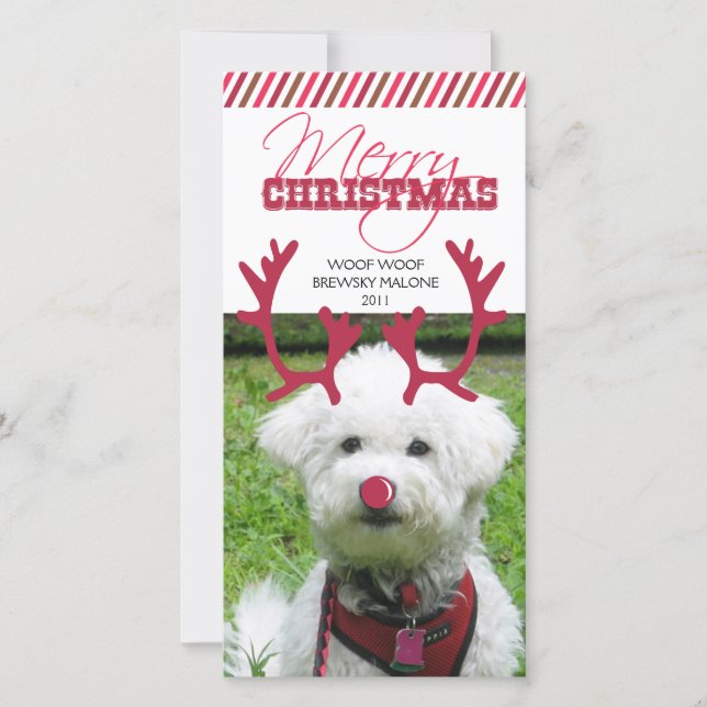 Reindeer Antler & Red Nose Pet Christmas! Holiday Card (Front)