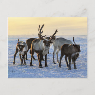 Reindeer Herd in the Snow Postcard