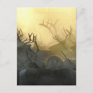 Reindeer Herd Postcard