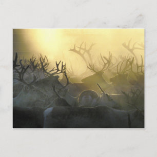 Reindeer Herd Postcard