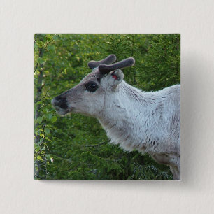 Reindeer in Lapland button