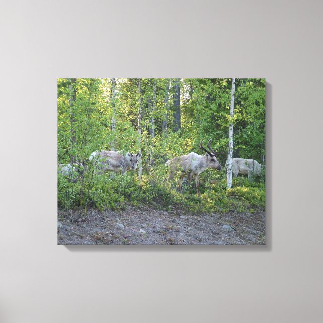 Reindeer in Lapland canvas print (Front)