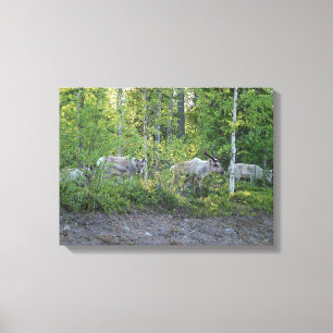 Reindeer in Lapland canvas print