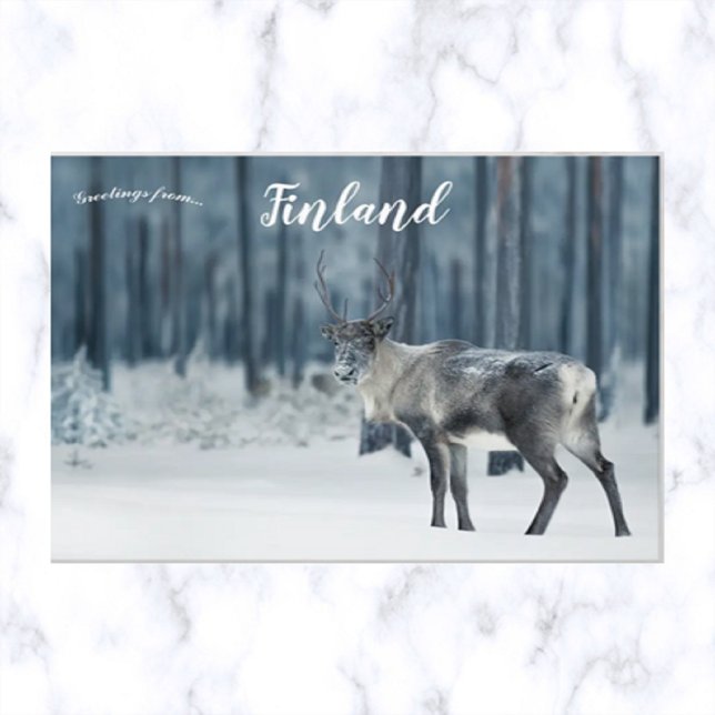 Reindeer in Lapland Finland Postcard (Creator Uploaded)