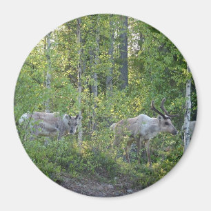 Reindeer in Lapland magnet
