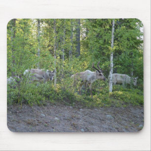 Reindeer in Lapland mousepad