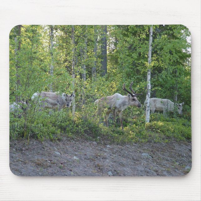 Reindeer in Lapland mousepad (Front)