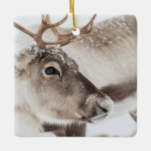 Reindeer in Norway nature photo Ceramic Ornament