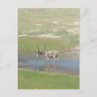 reindeer in summer postcard