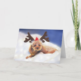 Reindeer In Training holiday card