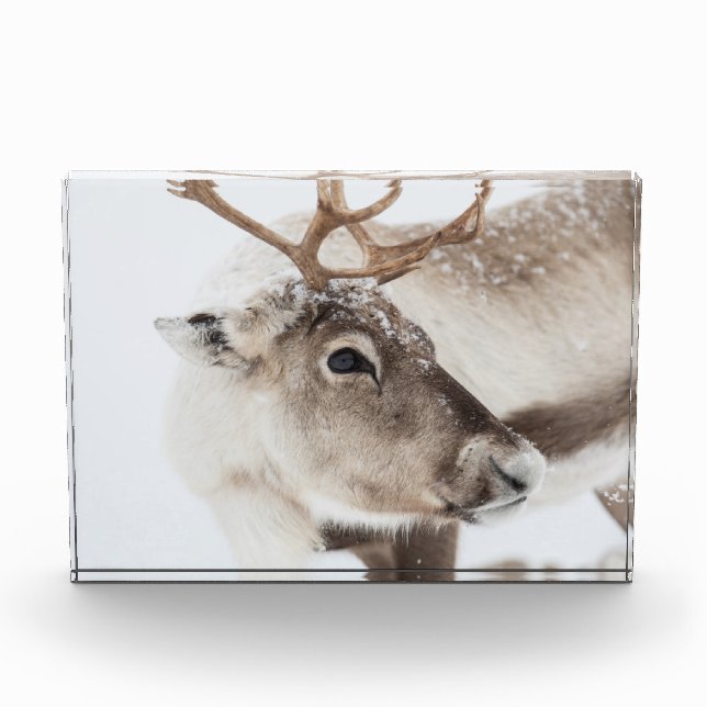 Reindeer Nature Photo (Front)