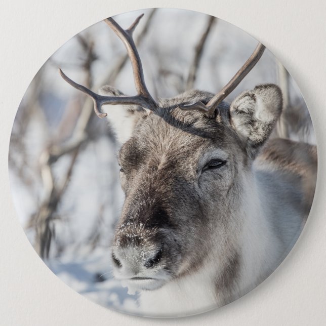 Reindeer Nature Photo 6 Cm Round Badge (Front)