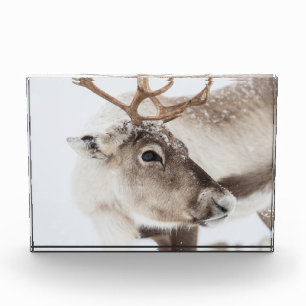 Reindeer Nature Photo Block