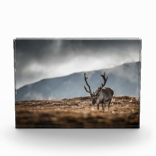 Reindeer Nature Photo Block
