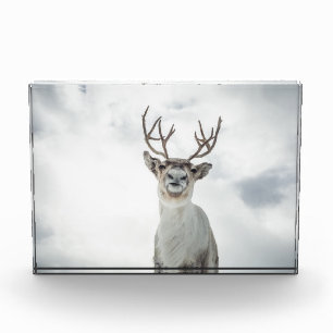 Reindeer Nature Photo Block