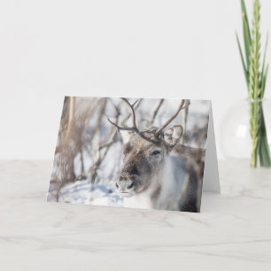 Reindeer Nature Photo Card