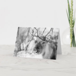 Reindeer Nature Photo Card