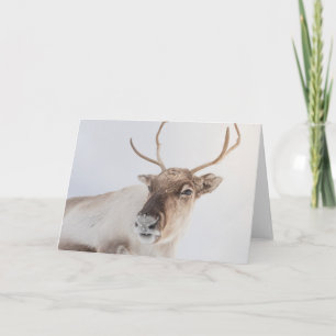 Reindeer Nature Photo Card