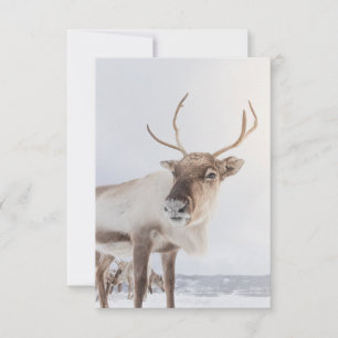 Reindeer Nature Photo Card