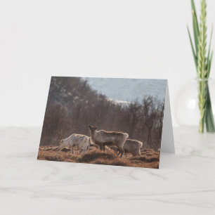 Reindeer Nature Photo Card