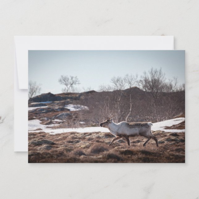 Reindeer Nature Photo Card (Front)