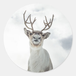Reindeer Nature Photo Classic Round Sticker