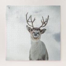 Reindeer Nature Photo