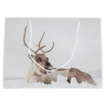 Reindeer Nature Photo