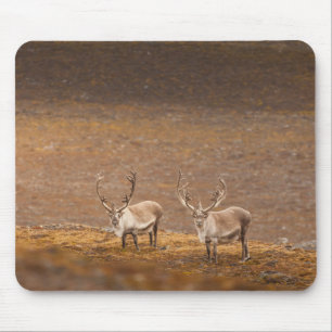 Reindeer Nature Photo Mouse Mat