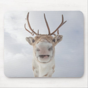 Reindeer Nature Photo Mouse Mat