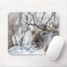Reindeer Nature Photo