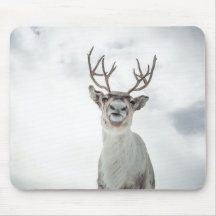 Reindeer Nature Photo