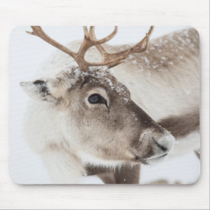 Reindeer Nature Photo Mouse Mat