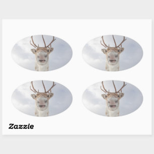Reindeer Nature Photo Oval Sticker