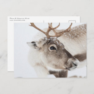 Reindeer Nature Photo Postcard
