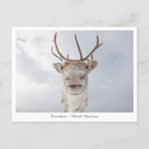 Reindeer Nature Photo Postcard