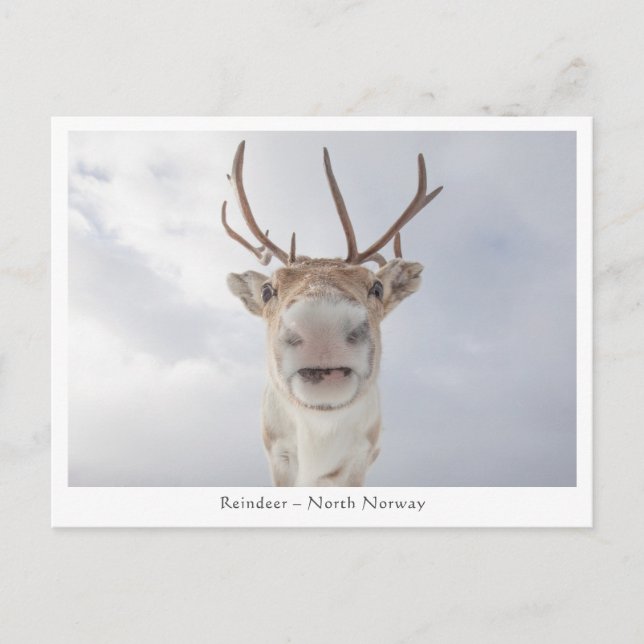 Reindeer Nature Photo Postcard (Front)