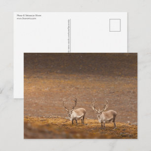 Reindeer Nature Photo Postcard