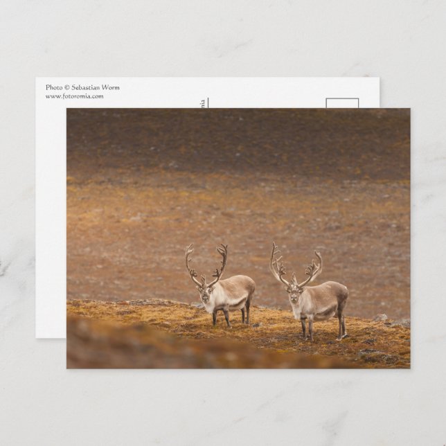 Reindeer Nature Photo Postcard (Front/Back)