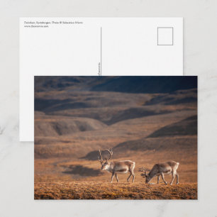 Reindeer Nature Photo Postcard