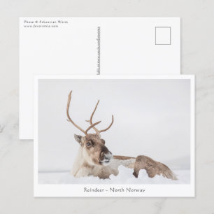 Reindeer Nature Photo Postcard
