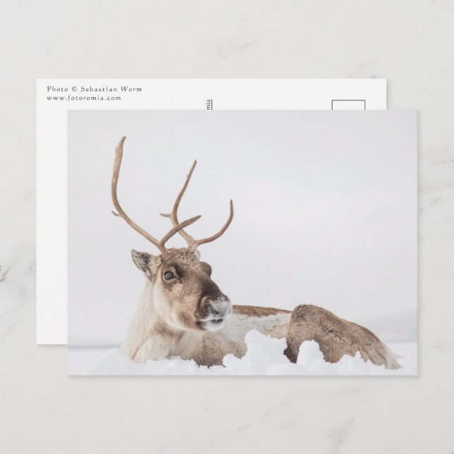 Reindeer Nature Photo Postcard (Front/Back)