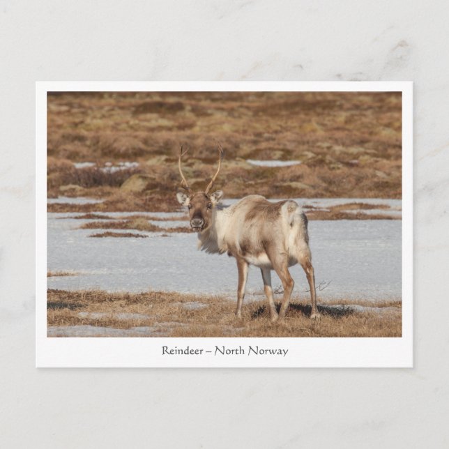 Reindeer Nature Photo Postcard (Front)