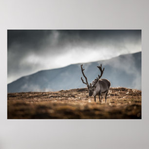 Reindeer Nature Photo Poster