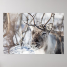 Reindeer Nature Photo