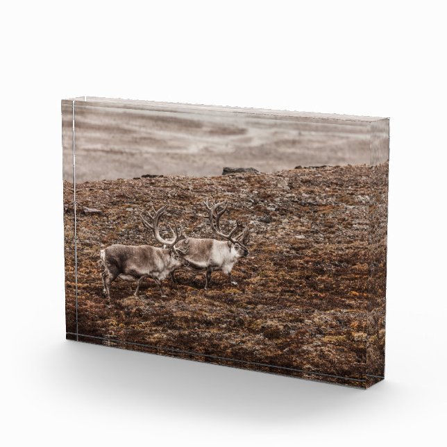 Reindeer Nature Photo Poster (Right)