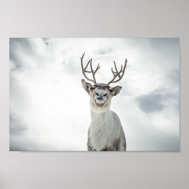 Reindeer Nature Photo Poster (Front)