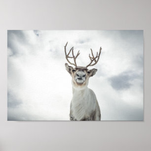 Reindeer Nature Photo Poster